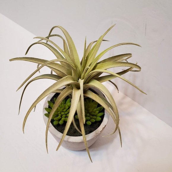 Faux Succulent Arrangement in Concrete Planter, Succulents and Air Plant - Picture 3 of 8